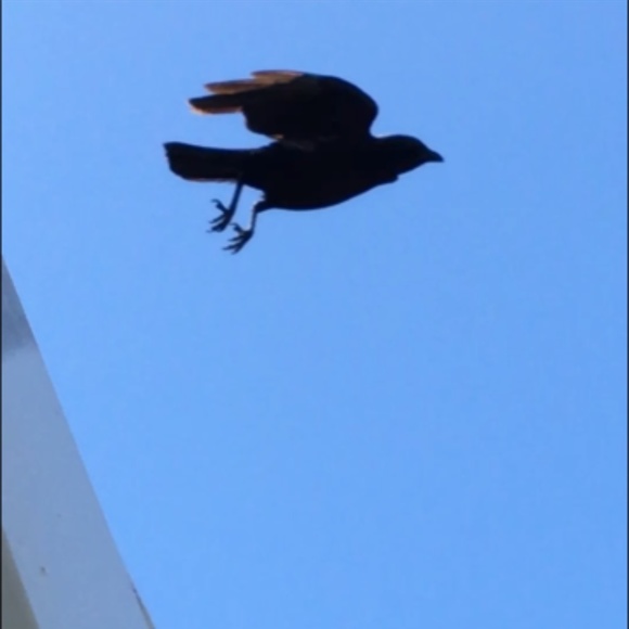 Meet your Posher, H - Picture 10 of 16